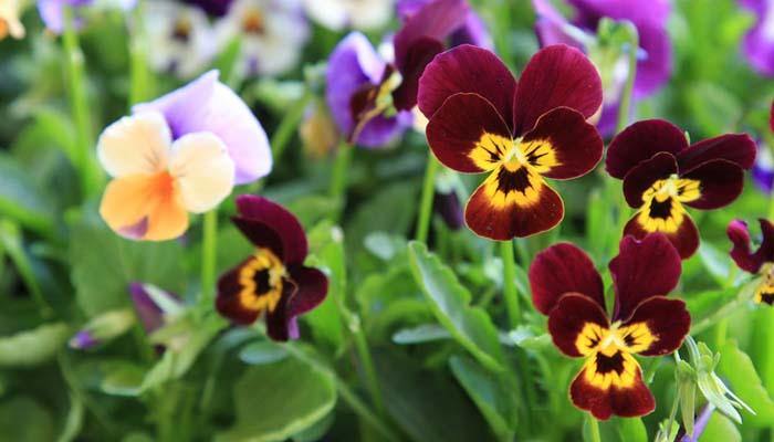 Los vivos colores de la Viola cornuta - El Nou Garden