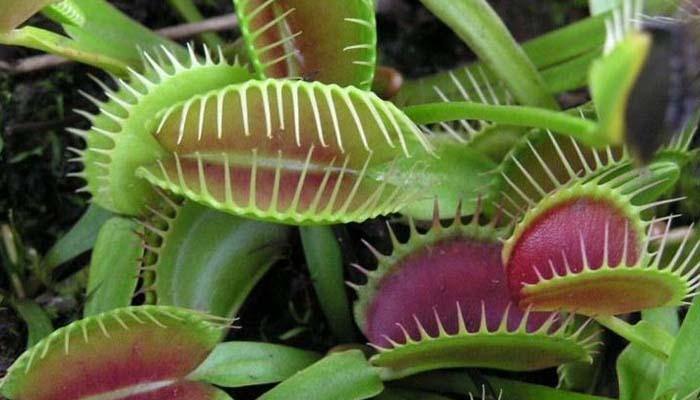 La Dionaea Miscipula, una planta carnívora - El Nou Garden