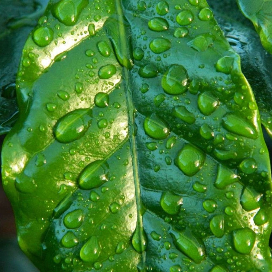 el nou gaden online farmacia fitosanitarios diversos abrillantadores limpiadores agua sana limpiar hojas plantas
