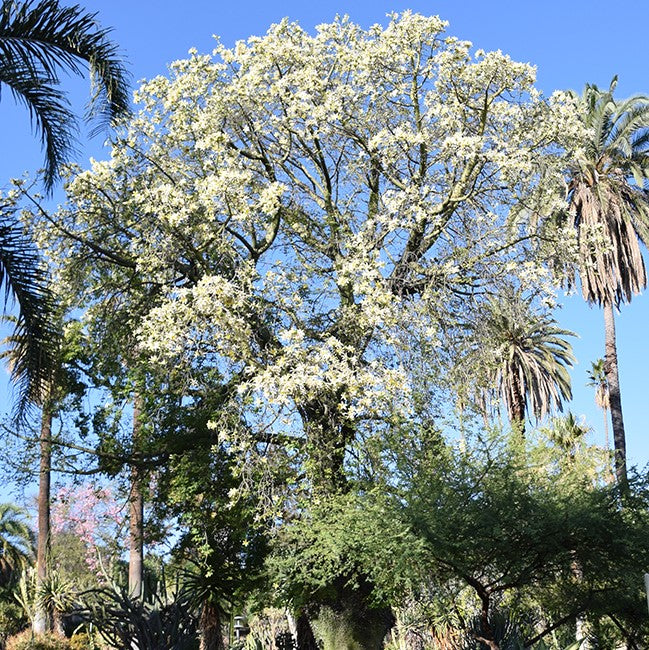arboles de flores blancas el nou garden escoge tu arbol magnolias mimosas acacias