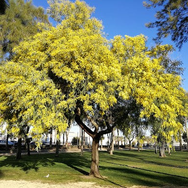 arboles y arbustos escoge tu arbol arboles de flores amarillas mimosas acacias lluvia de oro laburnum jabonero de china el nou garden