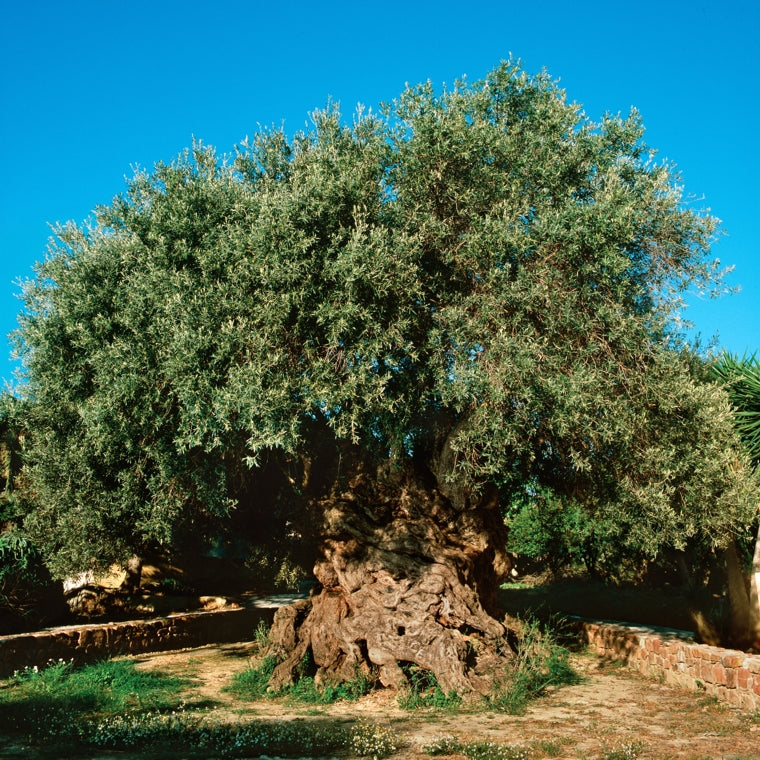 arboles arbustos arboles medicinales abedules alamos algarrobos castaños cipreses olivos ginkgo biloba hayas lentiscos 