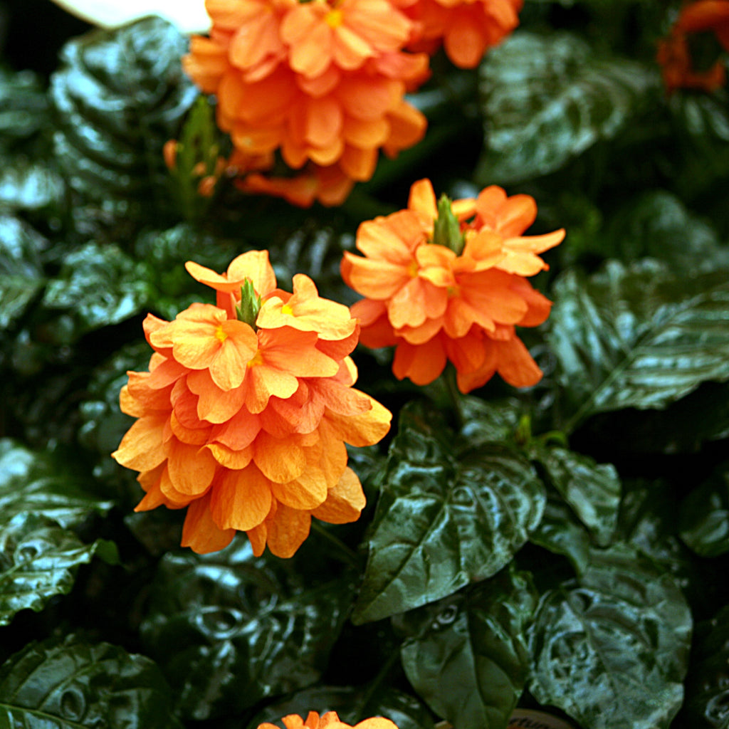Arbustos de flores naranjas