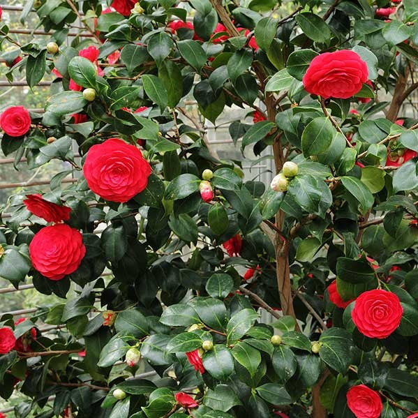 arboles y arbustos arbustos de flores rojas el nou garden camelias hortensias rosas azaleas el nou garden online