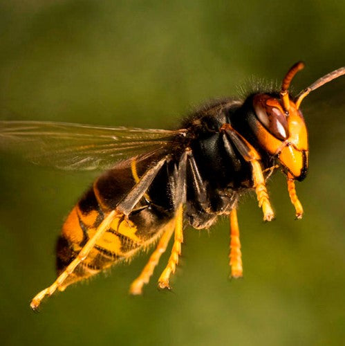 el nou garden online farmacia plagas hogar avispas aisáticas vellutinas abejorros velutinas peligros fumigar eliminar insecticidas