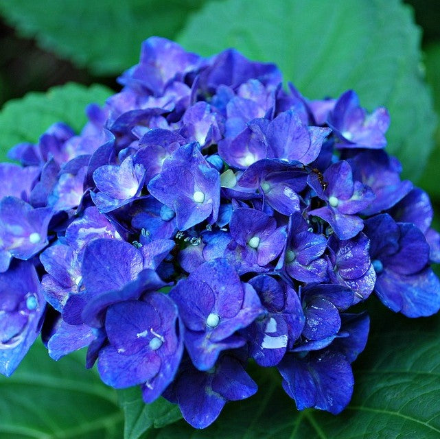 el nou garden online azuladores hortensias plantas acidas fitosanitarios diversos plantas bonitas 