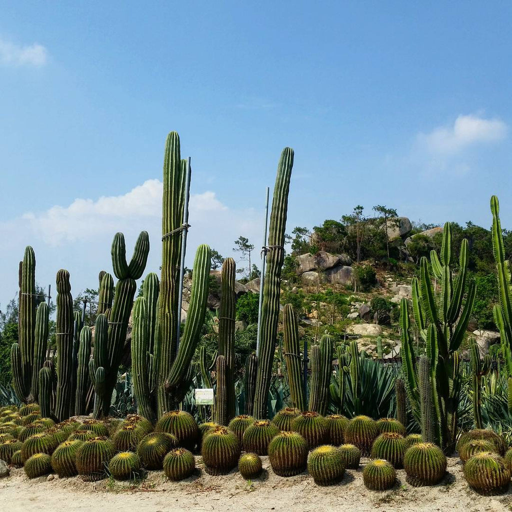 cactus crasas suculentas el nou garden cladiodos columnares 