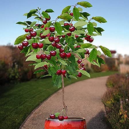 cerezos enanos el nou garden frutales enanos prunus avium cereza comida alimentación sana fruto de hueso rojo delicioso dulce hojas verdes