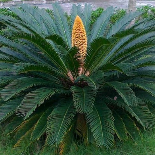 el nou garden plantas anuales y de temporada cicas cyca revoluta resistente exterior interior dura flores bonita palmera 