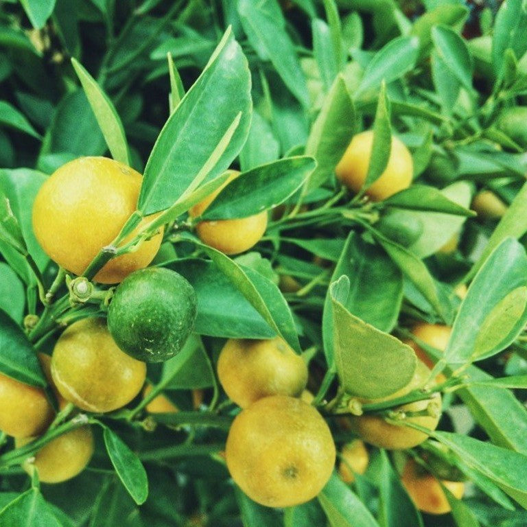 el nou garden arboles frutales cítricosFrutales de variedades cítricas - Follaje permanente - Gran capacidad productora el nou garden online