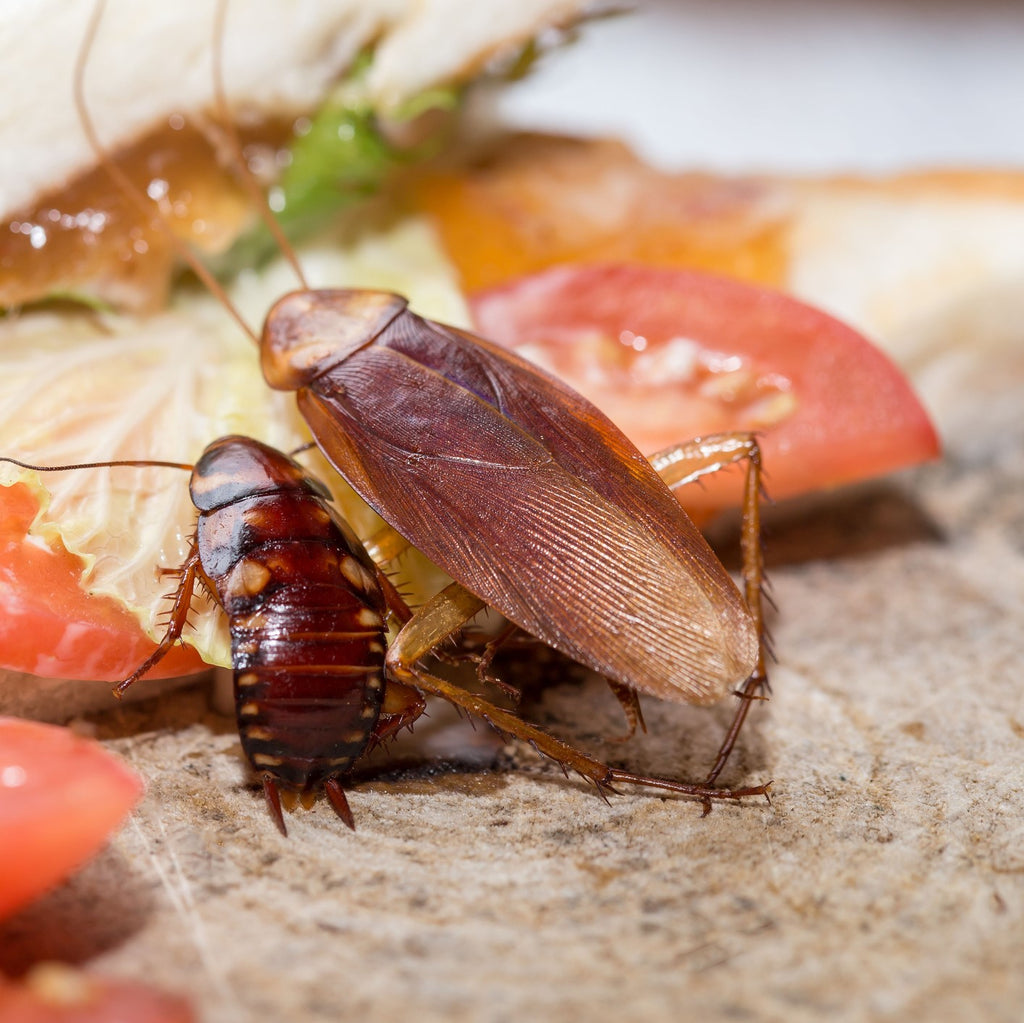 el nou garden online cucarachas farmacia plagas hogar insecticidas blatodeas cocinas sanidad fitosanitario