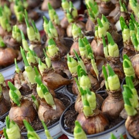 Bulbos - Brotes germinados - El Nou Garden tulipanes narcisos jacintos muscaris amarilis