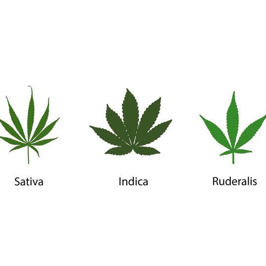 el nou garden online jardín el mundo de la maría sustratos fitosanitarios fertilizantes sativa indica ruderalis cogollos cbh cannabis marihuana