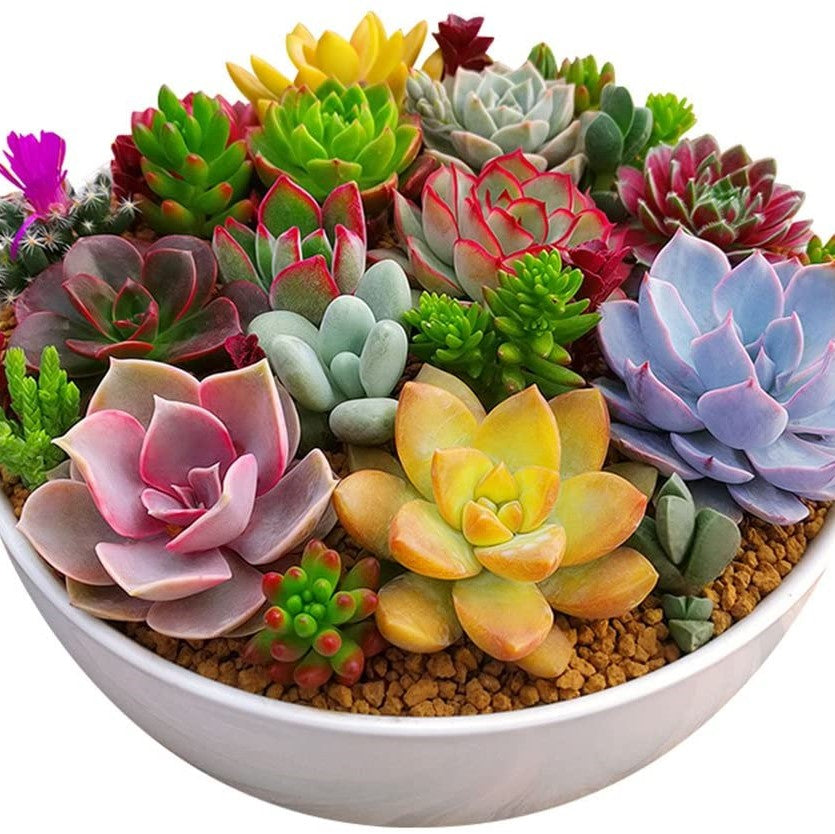el nou garden farmacia abonos fertilizantes crasas suculentas palmiformes floración crecimiento desarrollo espectaculares plantas agua ecología planeta resistencia xerojardinería rocallas jardines macetas