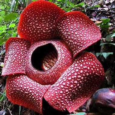 el nou garden farmacia abonos fertilizantes floración rafflesia arnoldii flores grandes muchas cañamo maría geranios productos químicos petunias ciclámenes begonias revitalizantes 