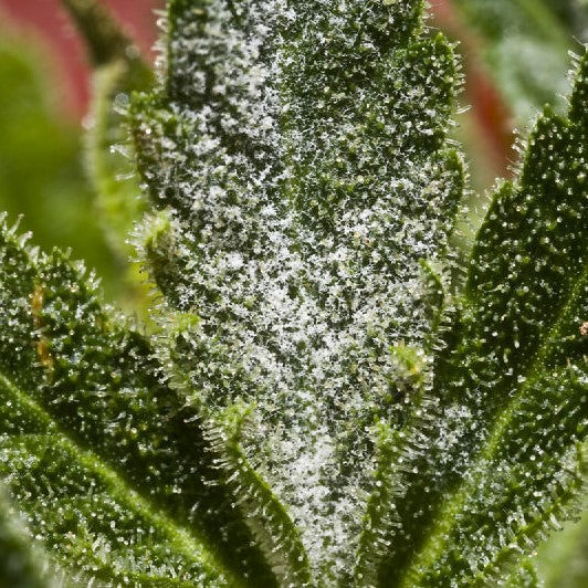 el nou garden online farmacia el mundo de maría fitosanitarios plagas enfermedades oidio hongos mildiu antracnosis plantas cannabis crecimiento floración