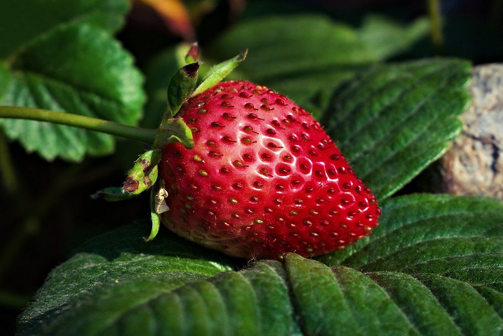 el nou garden frutales arbustos frutales fresas fresones fragaria bosque saludable alimento rojo vesca 