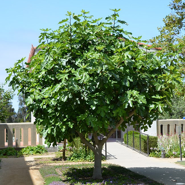 higuera ficus carica el nou garden frutales de grano napolitana breva higos comestibles arbol frutal resistente vigoroso el nou garden online
