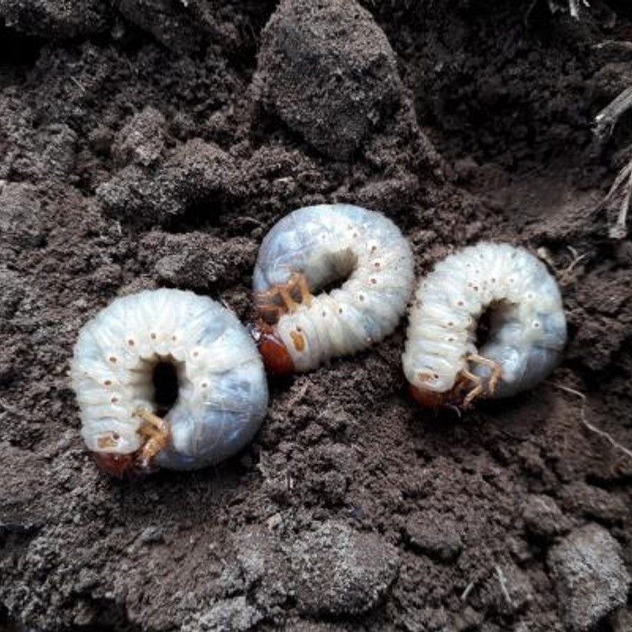 el nou garden online insectos del suelo rastreros farmacia plagas hogar jardín gusanos nematodos bichos candados eliminar huertos