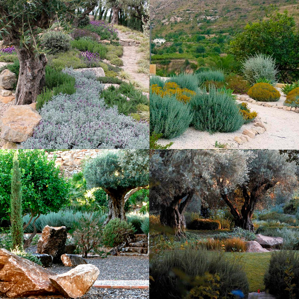 plantas sostenibles jardín mediterráneo el nou garden ajania olivos xerojardineria escasez de agua clima suave