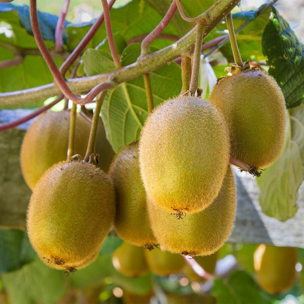 el nou garden online frutales arbustos kiwis actinidia deliciosa chinensis hayward comestibles comida