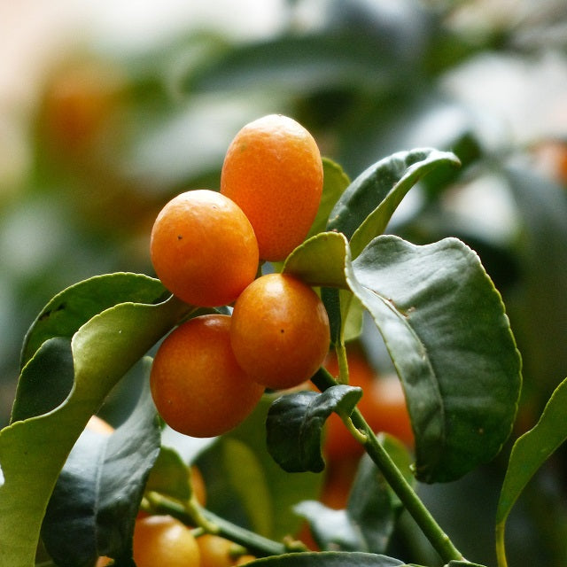 el nou garden cítricos kumquats fortunella fruto pequeño naranja comestible árboles frutales