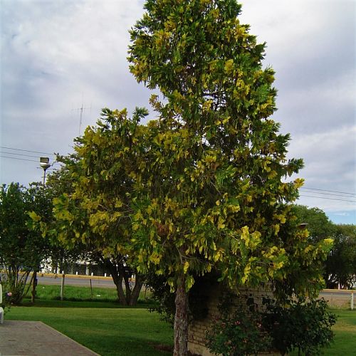 el nou garden libocedrus calocedrus árboles y arbustos coníferas cupressales jardín hojas amarillas y verdes