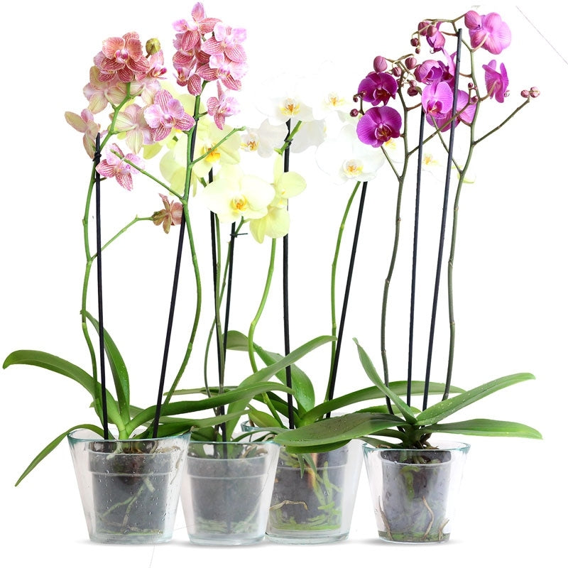 el nou garden online macetas plásticos resinas orquídeas phalaenopsis cambrias cymbidium interior plantas agua humedad