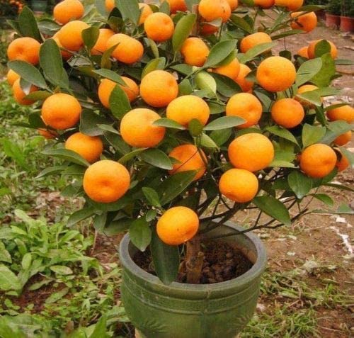 frutales el nou garden enanos mandarinos citrus reticulata hojas verdes 