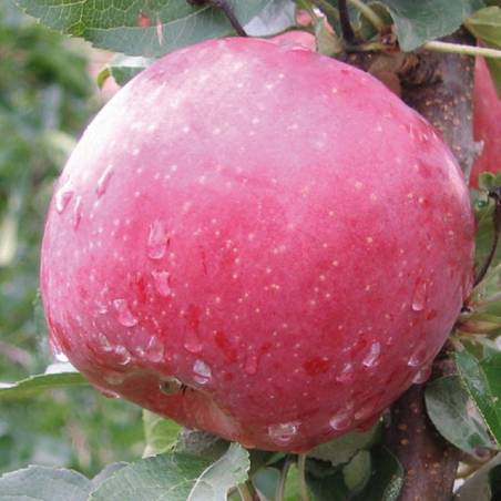 el nou garden online frutales enanos manzanos jardín árboles fruta comida alimento sidra dulce ácida pearl golden fuji red delicious