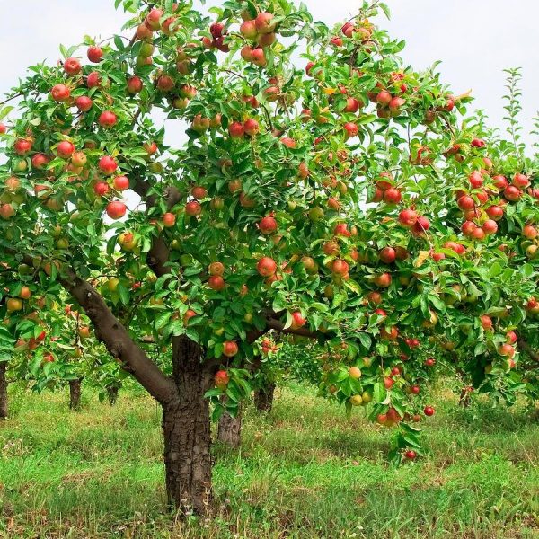 el nou garden manzanos malus domestica frutales de pepitas starking manzana verde doncella canada reineta gala fuji sabrosa