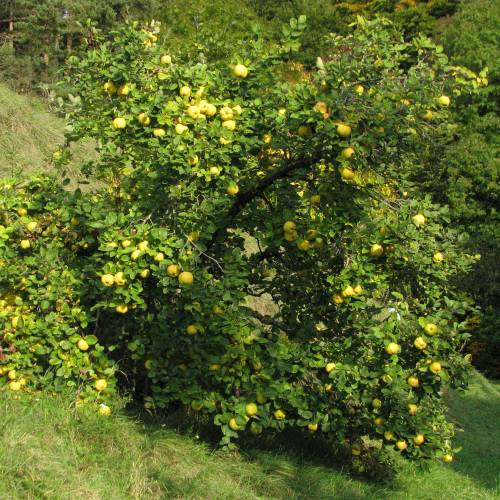 el nou garden online frutales pepitas membrilleros membrillos cydonia mermelada árboles arbustos