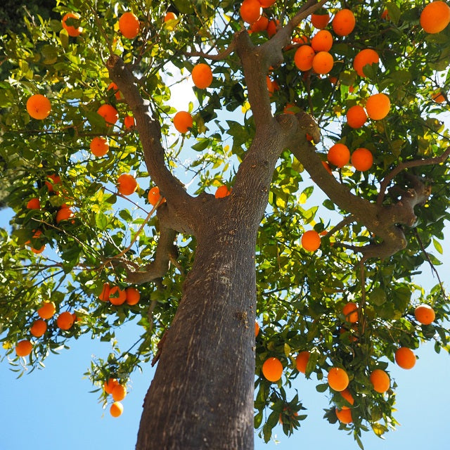 naranjos citrus el nou garden naranjas fruta cítricos mesa zumo online
