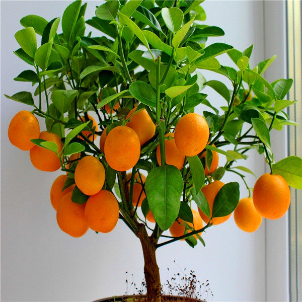 el nou garden frutales enanos naranjos citrus sinensis naranjas ácidas zumo fruta hoja verdes maceta sustrato envíos península