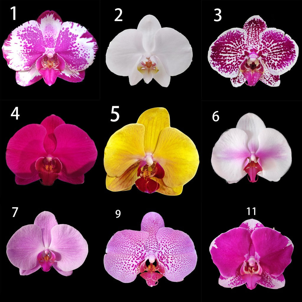 el nou garden plantas de interior orquídeas dendrobium phalaenopsis cymbidium cooper exotic vienna buda preciosas flores magenta
