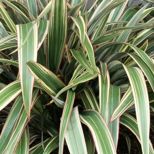 el nou garden árboles y arbustos agaves palmeras palmiformes aloes linos de nueva zelanda phormium yucas yucca esplendidas resistentes jardines rocallas arriates