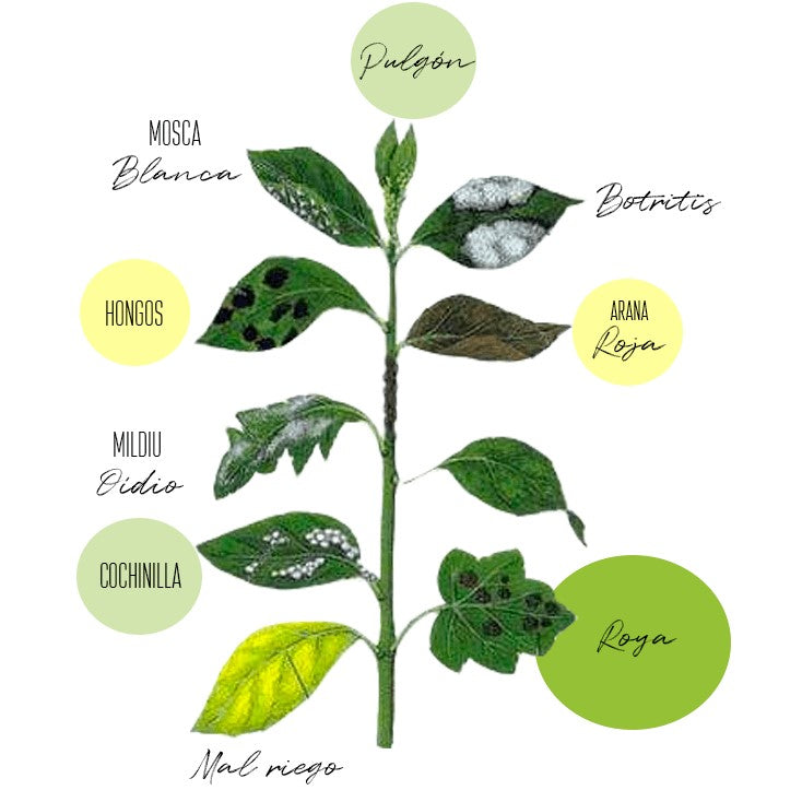 el nou garden online farmacia fitosanitarios diversos productos acción combinada distinguir plagas pulgón doble triple mosca blanca botritis hongos araña roja mildiu oidio cochinilla roya