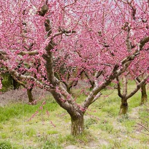 el nou garden frutales de hueso melocotoneros prunus persica carnse sabrosa pulpa dulce amarillo rojo hojas verdes poda delicioso sabroso alimentación sana