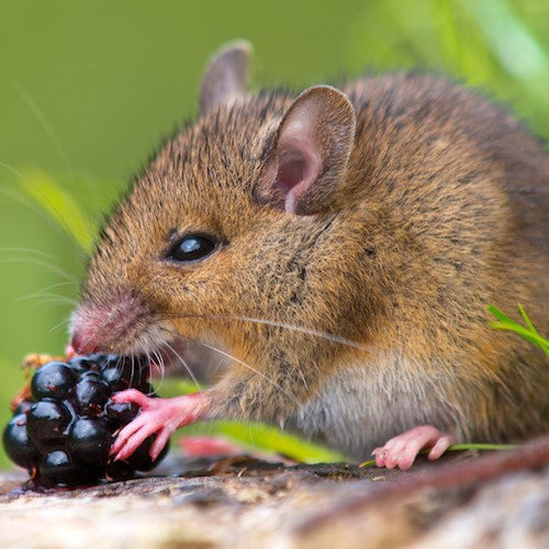 el nou garden online farmacia plagas hogat jardín raticidas rodenticidas topicidas ratas ratones topos roedores  trampas queso 