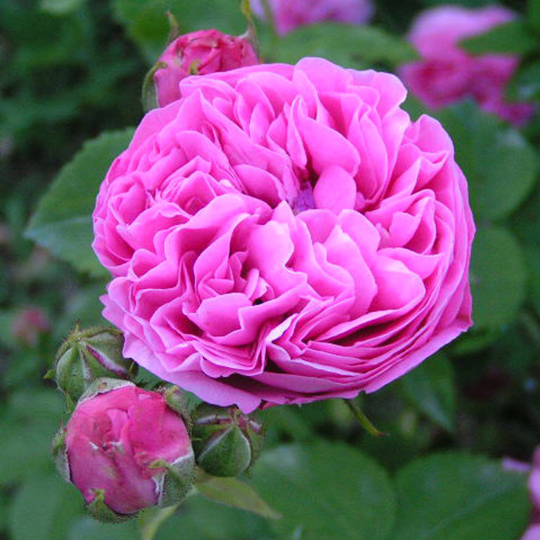 el nou garden plantas rosales de coleccion antiguos damascena damasco rosa york and lancaster cerise louise odier centenaire lourdes ramon bach
