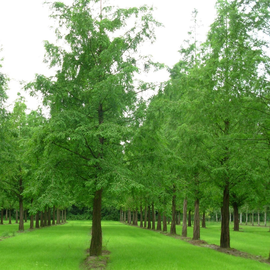 el nou garden online arboles arbustos coníferas cupressales sequoia metasequoia sequoiadendron