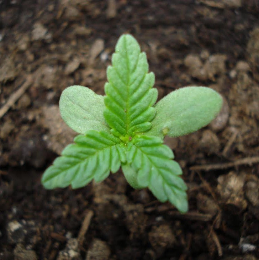 el nou garden online farmacia el mundo de la maría sustratos fertilizantes fitosanitarios cannabis marihuana 