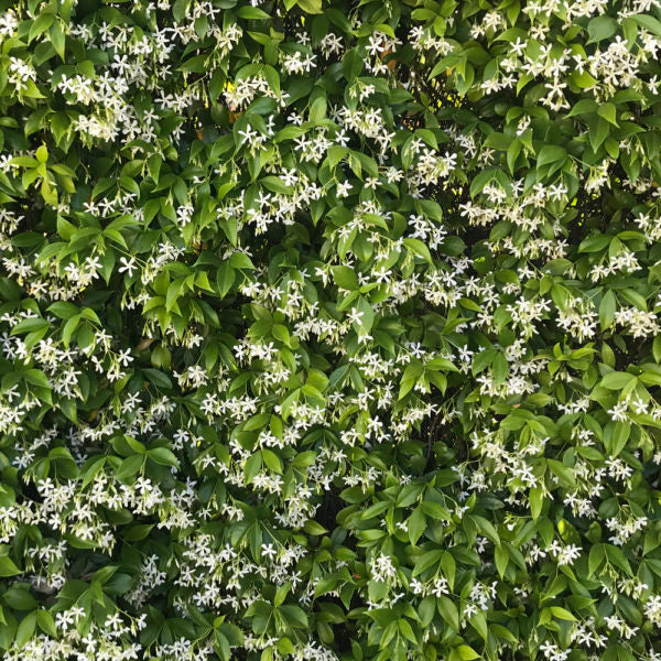 el nou garden plantas trepadoras perennes hiedras rhyncospermum bignonia jazmin estrellado jasminoides