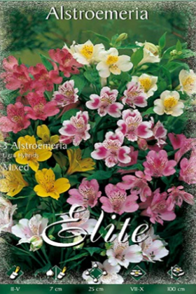 Astromelia híbrida - Alstroemeria hybrida - Bulbos