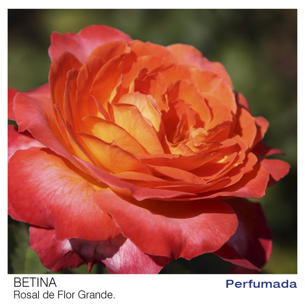 Rosal Betina