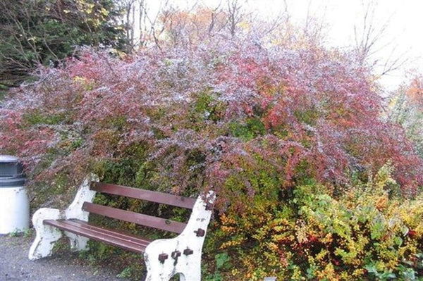Agracejo de Ottawa Auricoma - Berberis x ottawensis
