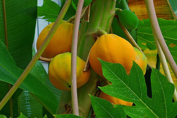 Papaya - Carica papaya