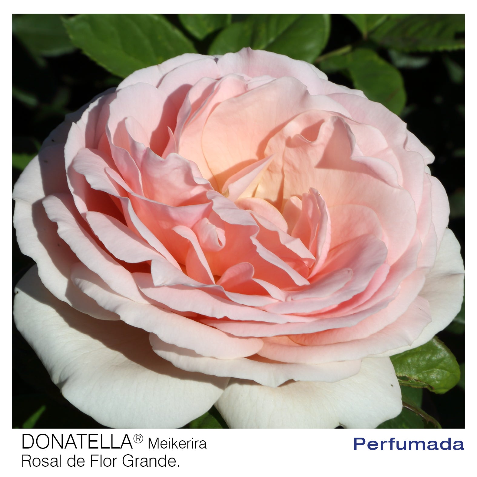 Donatienne Rosa Rosal Donatella – El Nou Garden