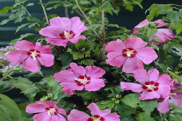 Altea Woodbridge - Hibiscus syriacus