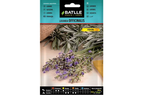 <transcy>Espígol - Lavandula angustifolia - Llavors</transcy>